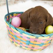 Goldendoodle, Irish Doodle, Labradoodle, and Poodle Puppies from Desert Doodles