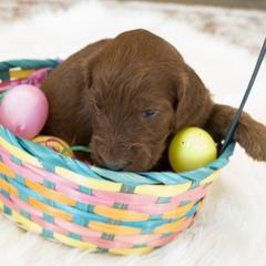 Goldendoodle, Irish Doodle, Labradoodle, and Poodle Puppies from Desert Doodles