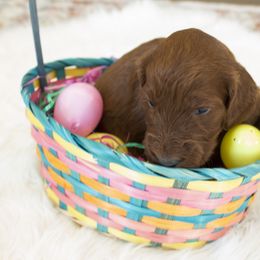 Goldendoodle, Irish Doodle, Labradoodle, and Poodle Puppies from Desert Doodles