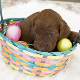 Goldendoodle, Irish Doodle, Labradoodle, and Poodle Puppies from Desert Doodles