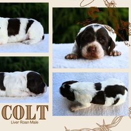 Colt - Liver roan male Brittany puppy in Hollidaysburg, Pennsylvania from Royal Flush Farms