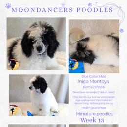 Blue Collar Male Miniature Poodle - Parti male Poodle puppy in Lillian, Alabama from Moondancers Poodles