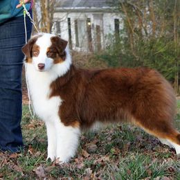 Siren - Australian Shepherd