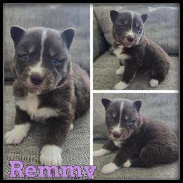 Remmy - Red and white female Siberian Husky puppy in Wheeler, Michigan from Haase Family Kennels