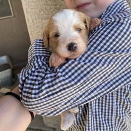Sweden (Sweety) - Red female Bernedoodle puppy in Surprise, Arizona from Huckleberry Doodles