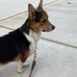Pembroke Welsh Corgis from Dockers Corgis