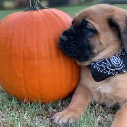 Mastiff Puppies from Red River Mastiff