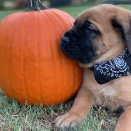 Mastiff Puppies from Red River Mastiff