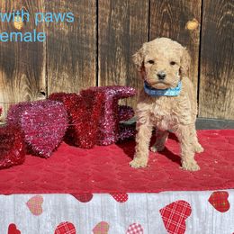 Goldendoodle and Poodle Puppies from Grand Valley Goldendoodles