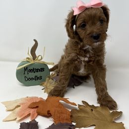Morticia - Apricot female Cavapoo puppy in Columbus, Montana from Montanas Mountain Bernedoodles