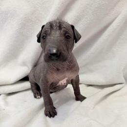 Jumanji - Black male Xoloitzcuintli puppy in Manitowoc, Wisconsin from Wonderland Kennel