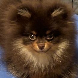 Manny - Pomeranian