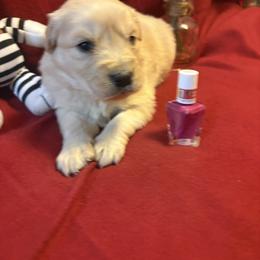 Riley - Light golden female Golden Retriever puppy in Grant County, Indiana from On The Sunny Side Pavey Farms