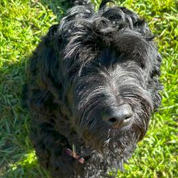 Mary - Goldendoodle