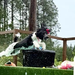 Journey - Poodle