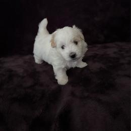 Boscoe - White male Coton de Tulear puppy in Timber, Oregon from Sterling’s Sweet Cotons