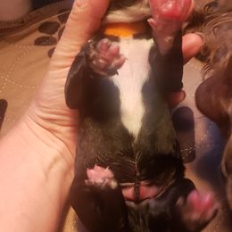 Goldendoodle Puppies from Baby Bell Doodles