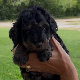 Jet - Phantom male Bernedoodle puppy in Millsap, Texas from Gaston’s Posh Poodles and Doodles