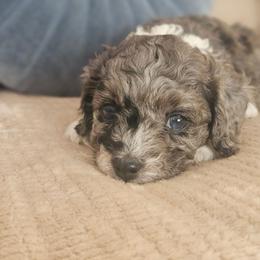 Ashen - Blue merle male Aussiedoodle puppy in Tucson, Arizona from Ever After Doodles Arizona