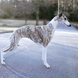 Harper - Whippet