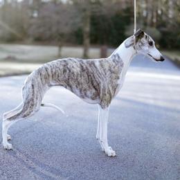 Harper - Whippet