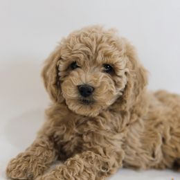 Princess - Apricot female Goldendoodle puppy in Pleasant Grove, Utah from Canterbury Canines