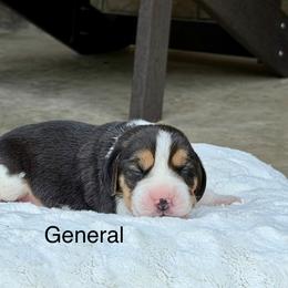 General - Black tan and white male Beagle puppy in Mansfield, Missouri from Rippee Creek Kennel