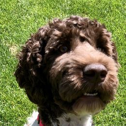 Holly - Australian Labradoodle