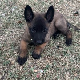 Male - dark - focused intelligent pup for all lifestyles - Mahogany male Belgian Malinois puppy in Dallas, Texas from OreVis Malinois