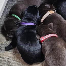 Purple Collar - Black female Labrador Retriever puppy in Boyd, Minnesota from Lindley Labradors