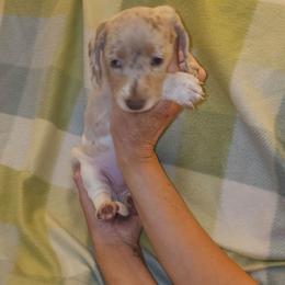 Pippa - Dapple female Dachshund puppy in Muncie, Indiana from Dog Crick Daschunds