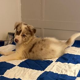 Tiger - Red merle male Border Collie puppy in Henagar, Alabama from Ridge Kap Border Collies