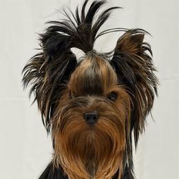 Raven - Yorkshire Terrier