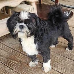 Cervesa - Shih Tzu