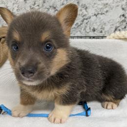 Boy 1 - Blue male Pembroke Welsh Corgi puppy in Lufkin, Texas from Wartooth Cowdogs