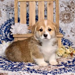 Toc Anaster the Pupper - Red male Pembroke Welsh Corgi puppy in East Canton, Ohio from Victorian Farms