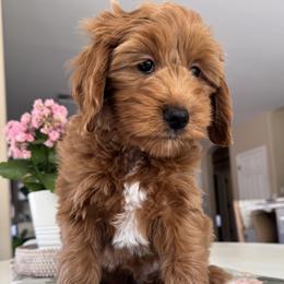 Astro - Apricot male Goldendoodle puppy in Gilbert, Arizona from DogHouse Doodles