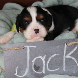 AKC Jack - Tri-color male Cavalier King Charles Spaniel puppy in Albany, Indiana from Hatz Off Puppies
