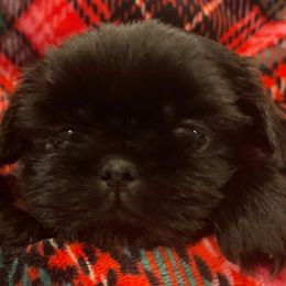 CHARLIE - Black male Shih Tzu puppy in Kill Devil Hills, North Carolina from AKC Shih Tzu Champion Line Puppies