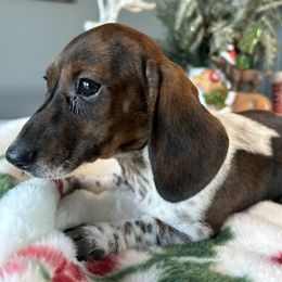 Elektra - Piebald female Dachshund puppy in Temecula, California from Naomi Magee's Dachshund Kennel