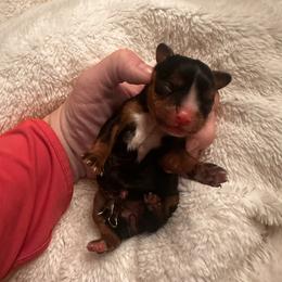 Flower - Black and tan female Cavalier King Charles Spaniel puppy in Tolleson, Arizona from Pixie Dust Cavaliers