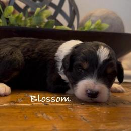 Blossom - Black tri-color female Aussiedoodle puppy in Cartersville, Georgia from Simply Blessed Doodles