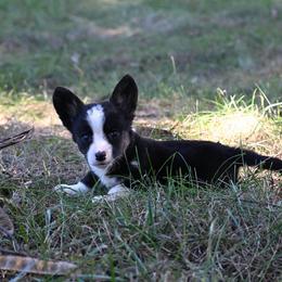 Bramble - Black and white male Cardigan Welsh Corgi puppy in Bland, Missouri from Shadey Lane Corgis
