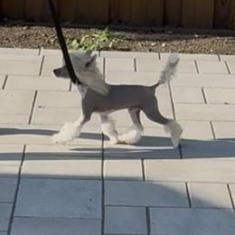 Chromeo - Slate male Chinese Crested puppy in Dublin, California from Show Style Chinese Cresteds