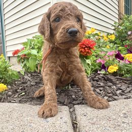 Kion - Apricot male Irish Doodle puppy in Hammond, Wisconsin from Queen of the Hill Puppies