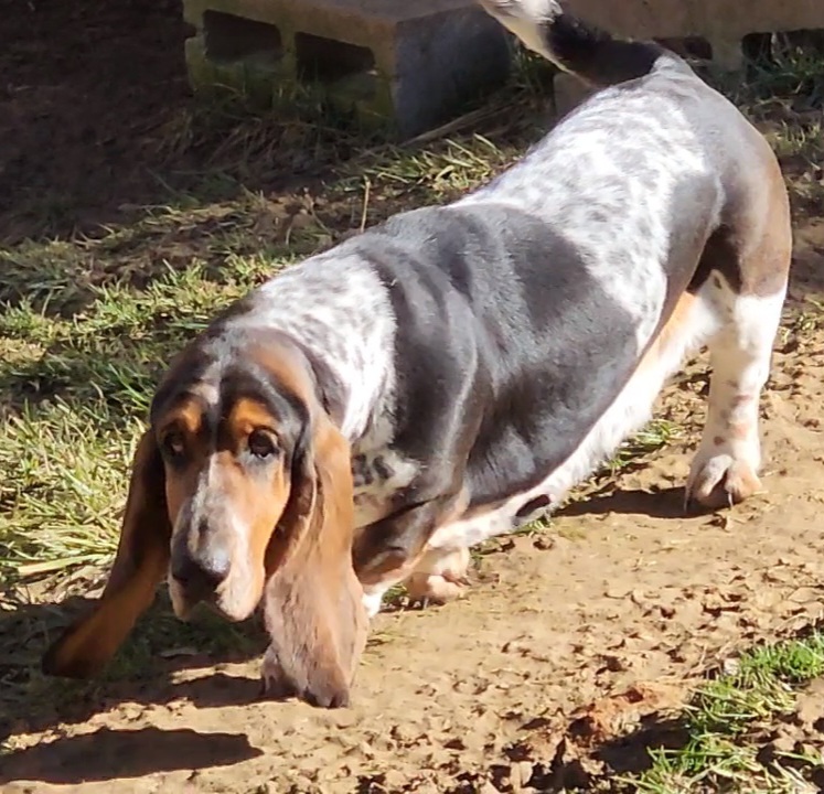Bailey - Basset Hound