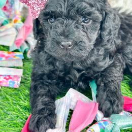 Olivia - Black female Poodle puppy in from Pink Poodles and Doodles