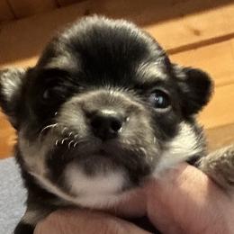Klaus - Black and tan male Chihuahua puppy in Lake George, New York from Moonhill Chihuahuas