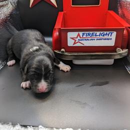 Australian Shepherd Puppies from Firelight Australian Shepherds