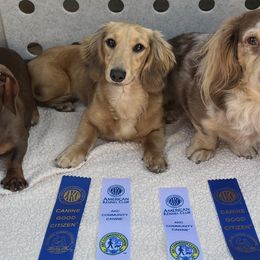 Dachshunds from Serendipity Dachshunds